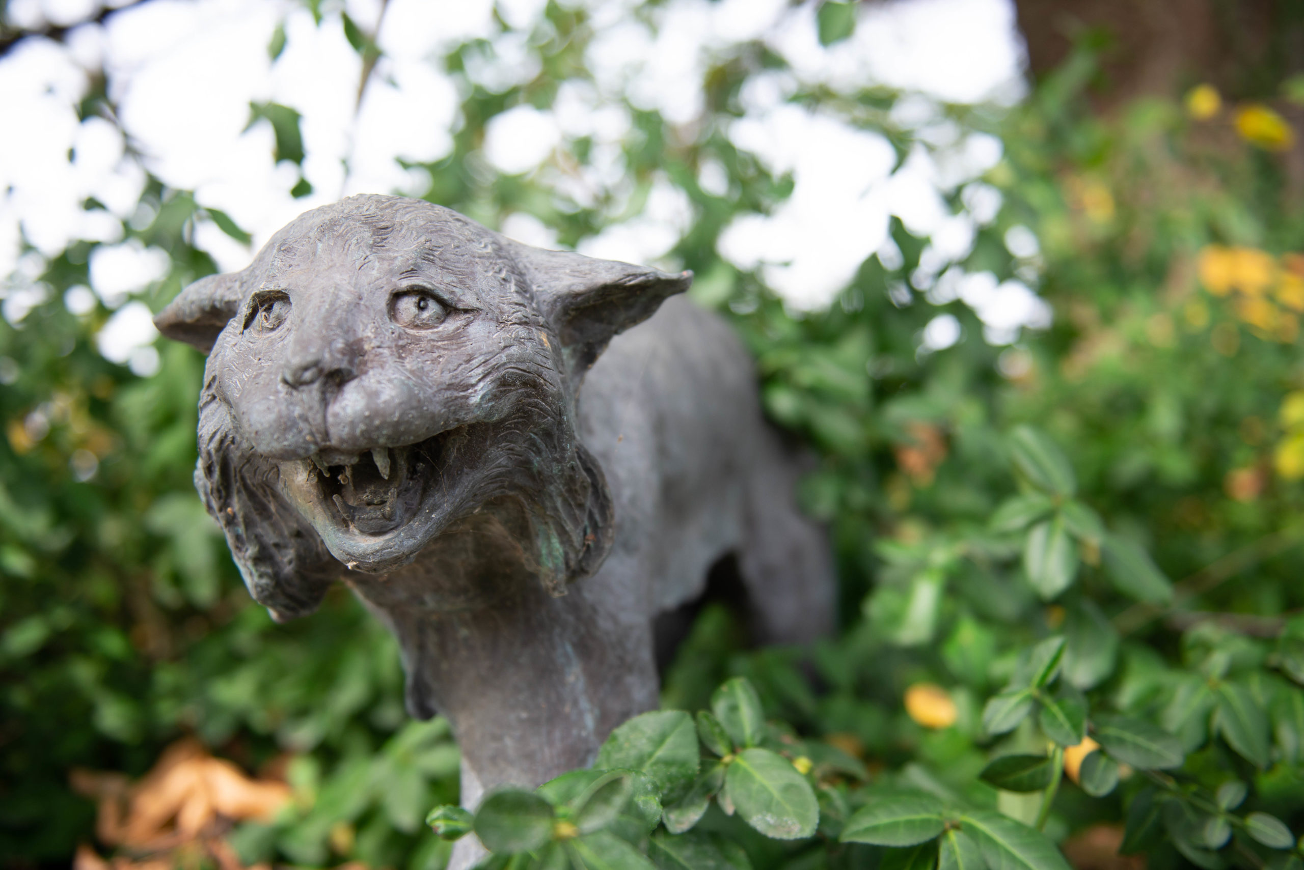 This is the Prowler, a bobcat sculpture located between TJ Majors and the Student Center.
